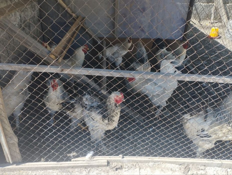 Продаётся Питухи порода"Брама"