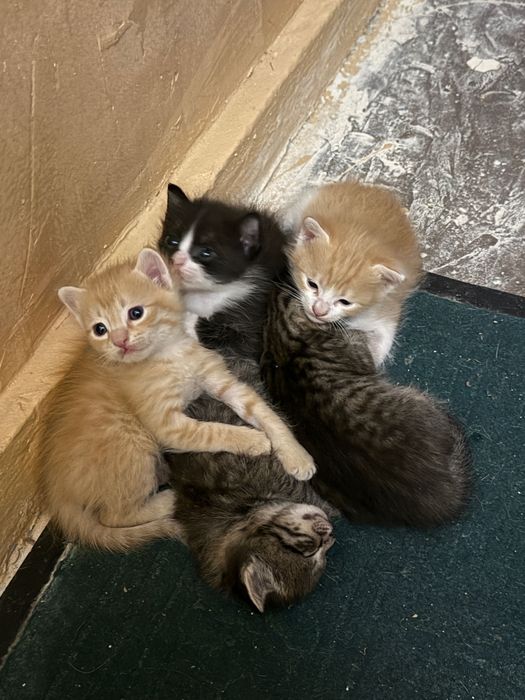 Котята в добрые руки!