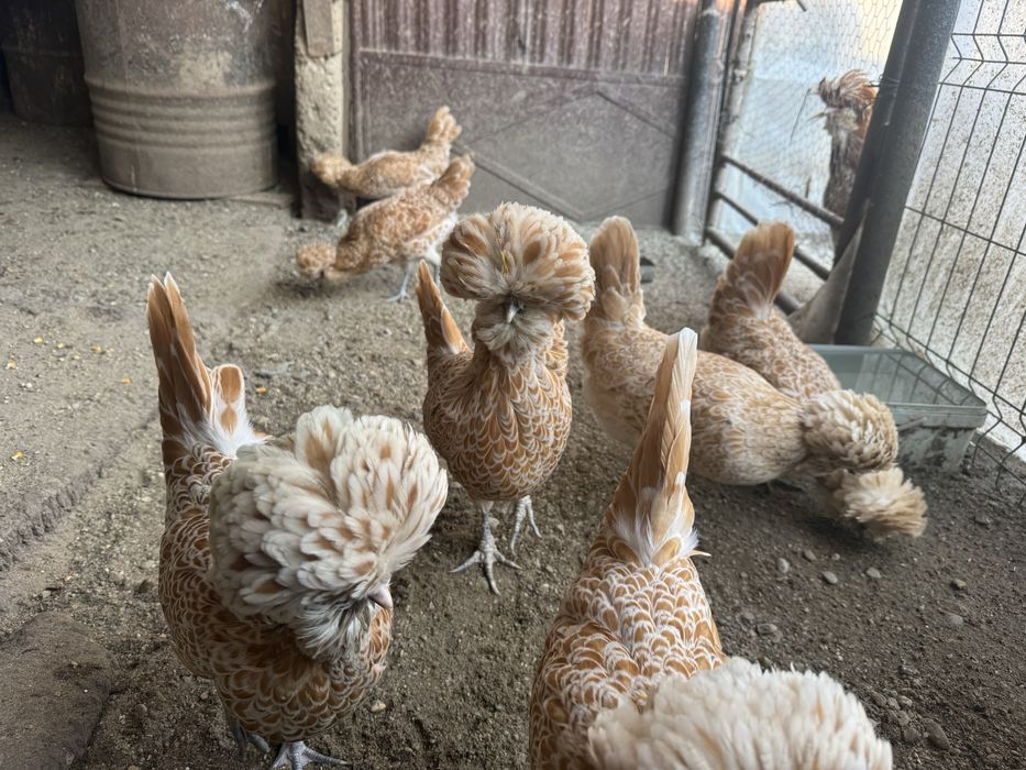 Ouă  pentru incubat paduana chamoise.