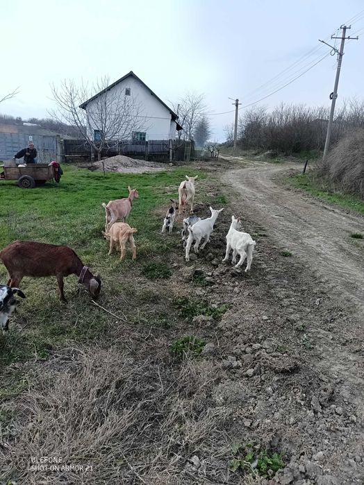 Vând iadă anglo nubiană