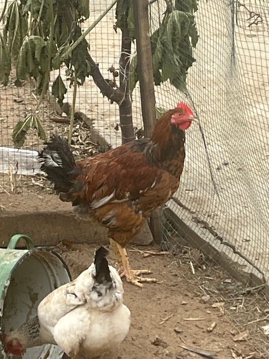 Атештер сатылады