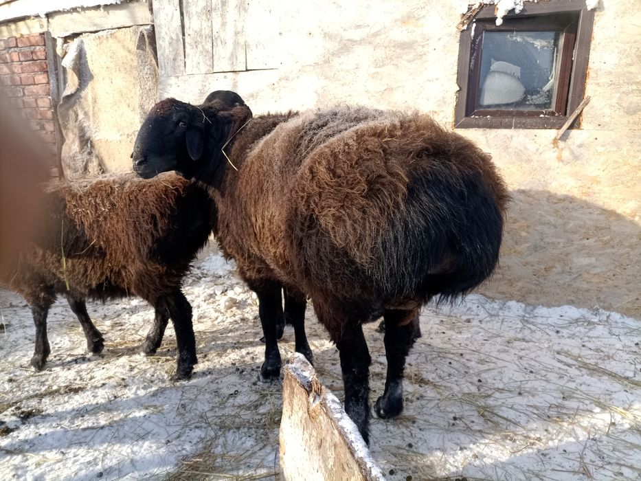 Продам кошкара порода гиссар