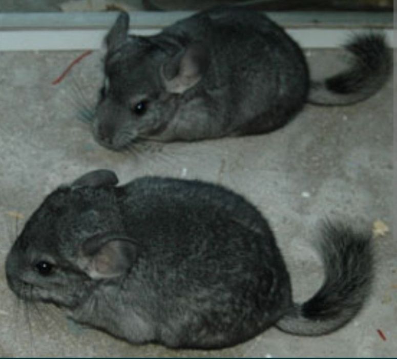 Mascul chinchilla gri - 4 luni (sinsila)