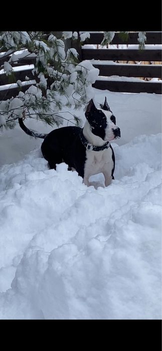 Отдам питбуля-девочку