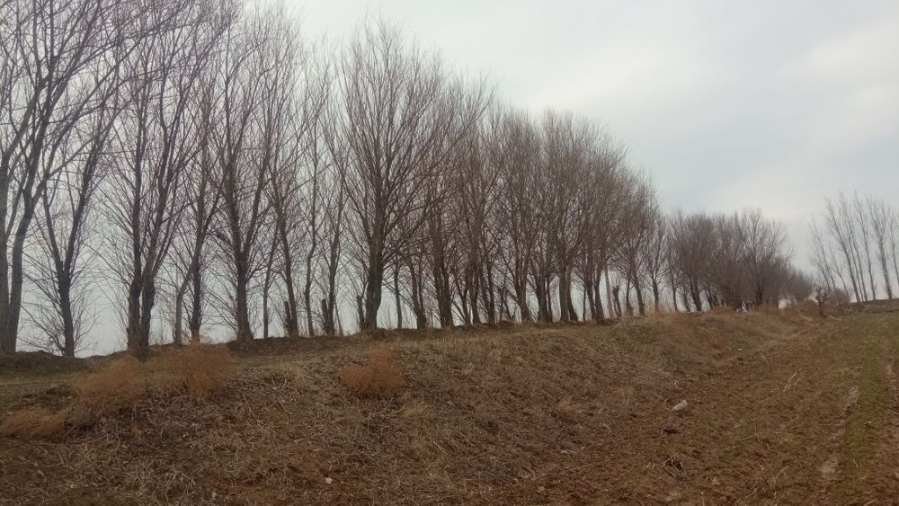 Tol  sotiladi, arzon