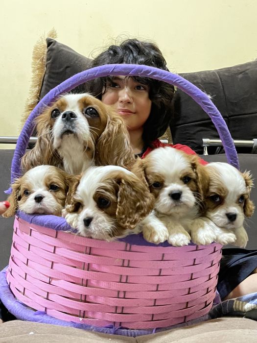 Кавалер Кинг Чарлз