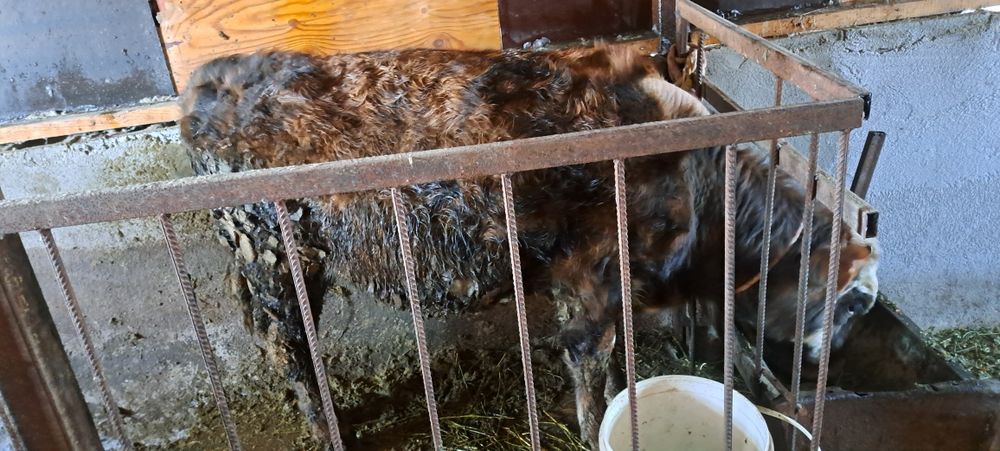 Продам бычка 8 месяцев