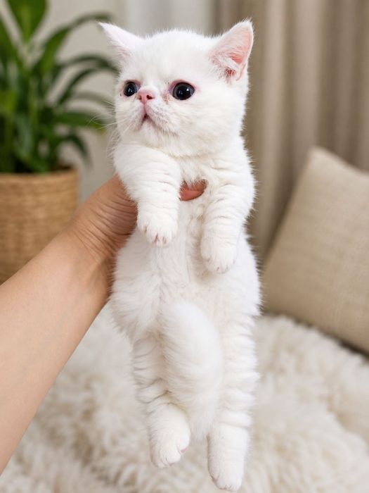 Манчкин. Мальчик.