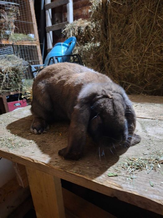 Asi schimba femela berbec german agouti/ femela urias german galben