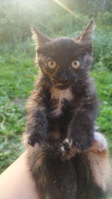 Отдам котят в добрые руки
