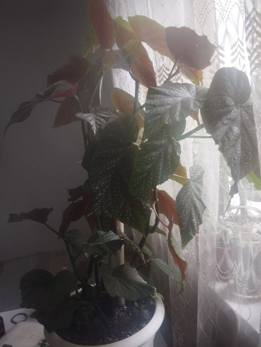 Цветы для дома и офиса