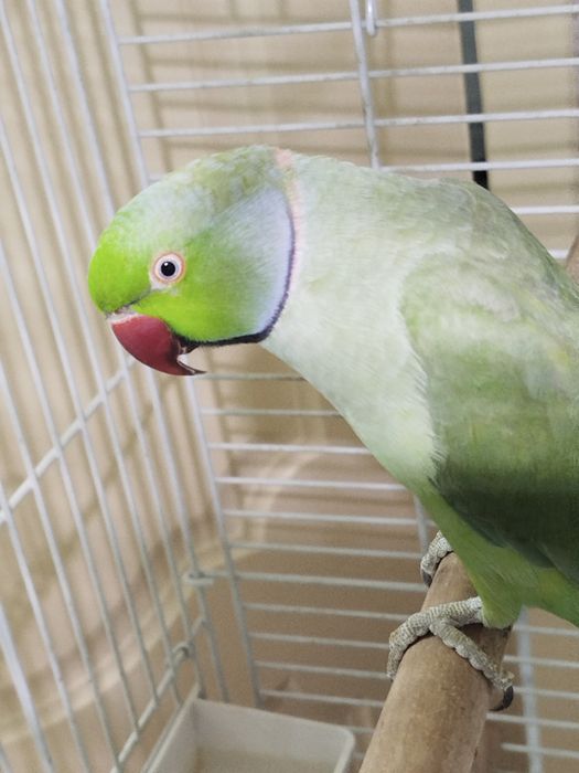 Продам ожерелового попика.