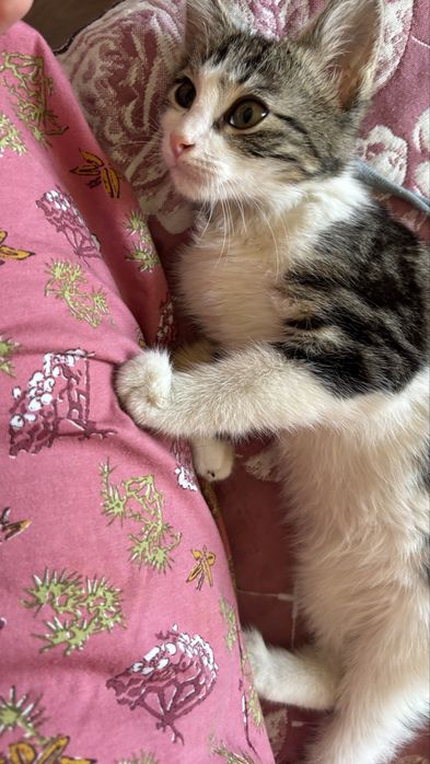Котенок3месяцев мальчик