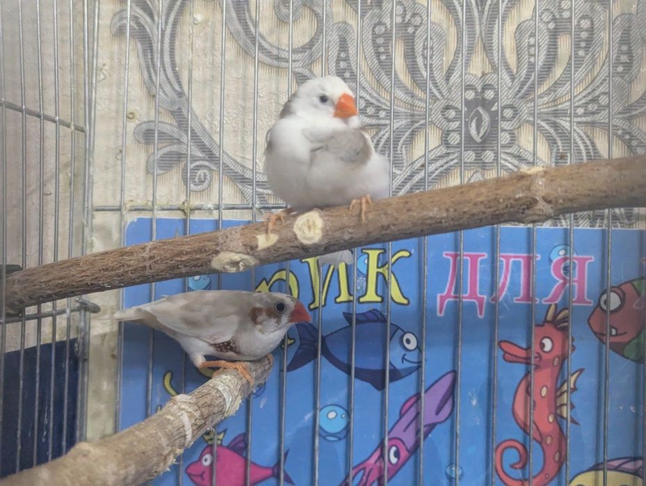 Продаются амадины (пара)