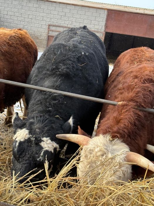 Продам быков 2-годовалых