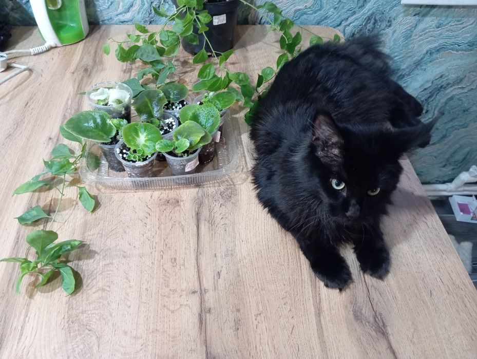 Мейн кун девочка