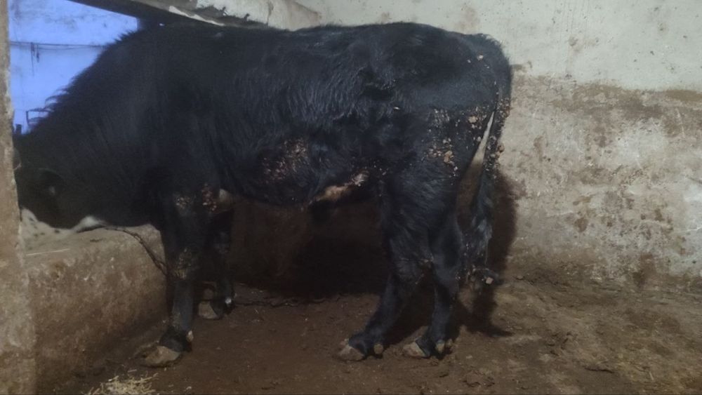 Ho'kiz 1.5yosh qarshi shahar