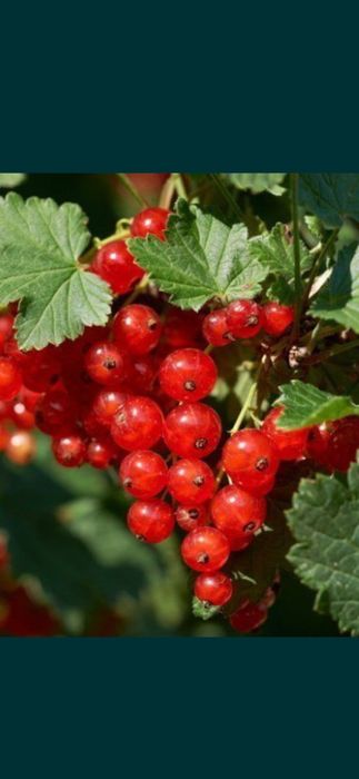 Смародина кучатлар