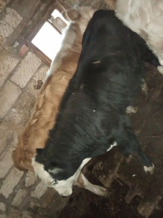 2 подсос бұқа сатамын