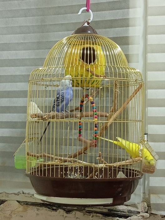 Tõtiqushlar / Qushlar