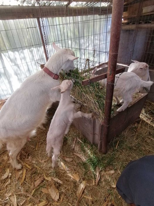 Iezi de vănzare la Diosig