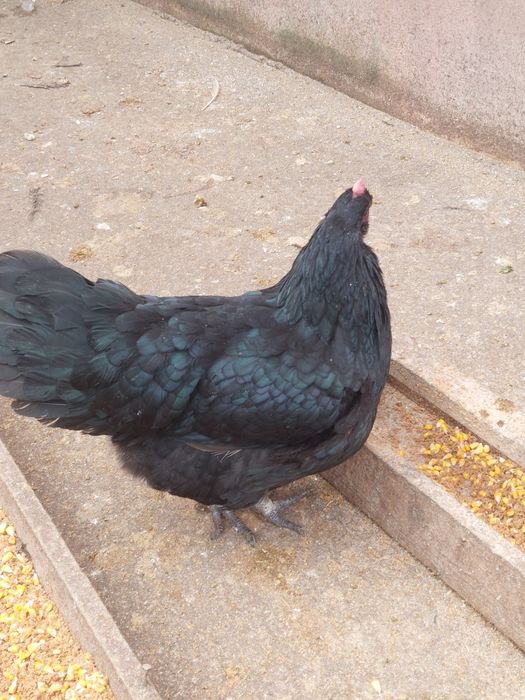 De vânzare,două găini Combatant Indian !