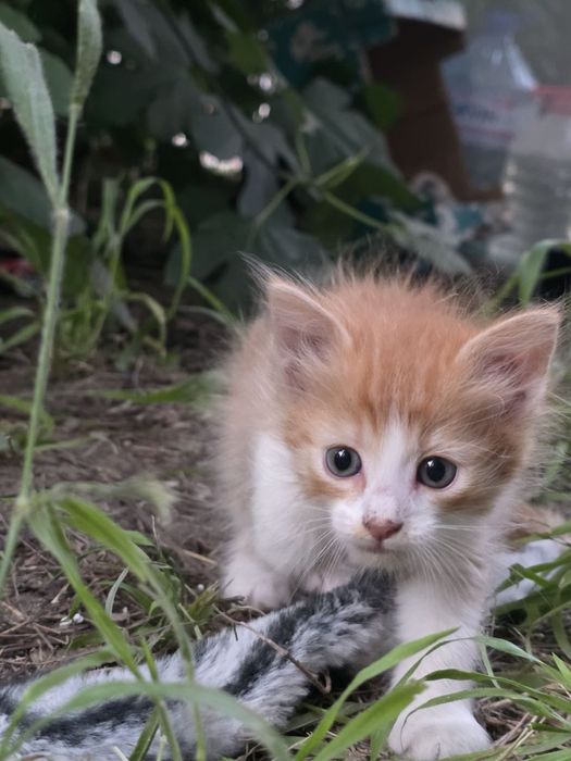 Подарявам бебе котенца