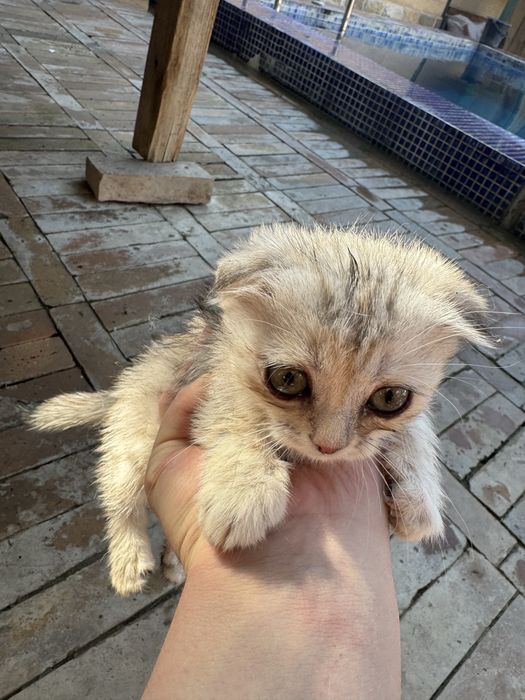 Котята