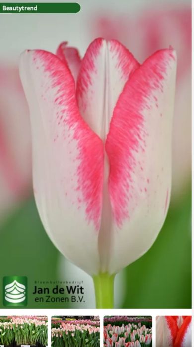 Тюльпаны к 8 марта