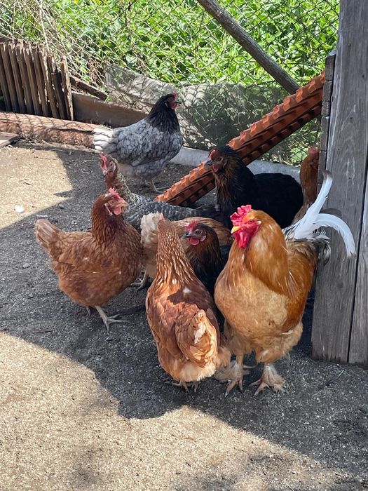 Vând familie de 8 găini si 1 cocos de casa