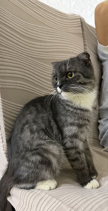 Отдам даром веслоухую кошку