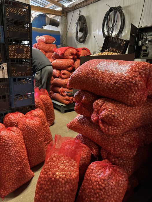 Арпаджик сорт “Мелник”