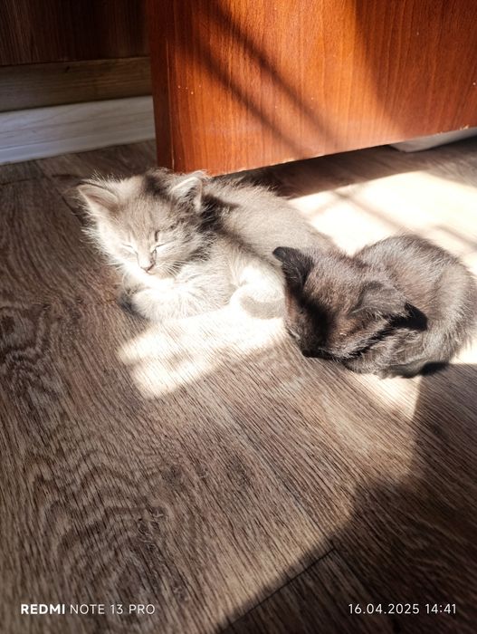 Котята в добрые руки