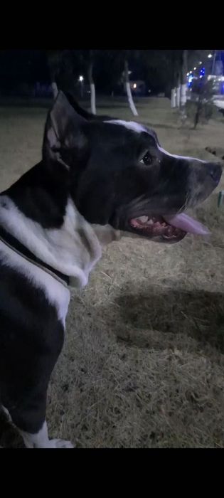 Питбуль и Чихуахуа смешанная с таксой