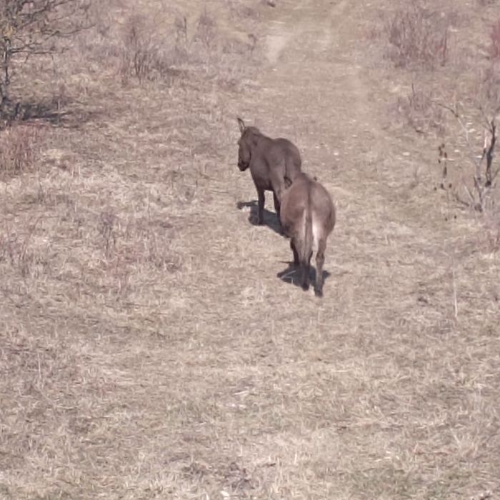 Vând două măgărițe sau una la alegere