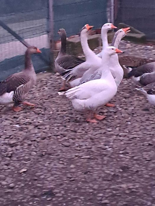 Vand gaste toulouse si rate mute