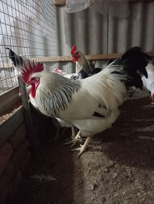 Adler jojalari sotiladi 25 mindan