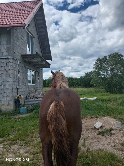 Vand mânz de 2 ani