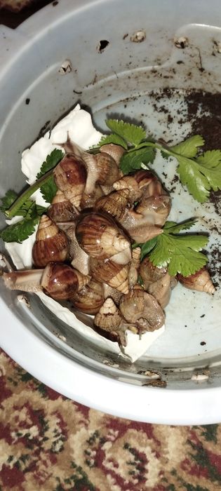 Улитка сотилади 3 хил размерда