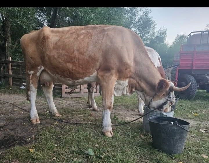Vaca tânără bună de lapte