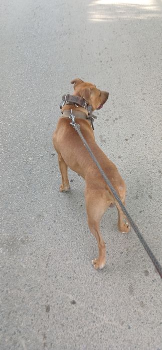 Питбуль рабочего разведения