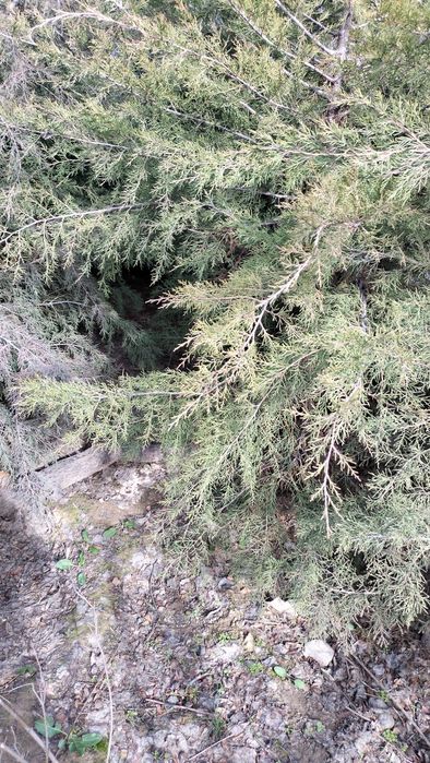 Шырша сатылады мажевелник