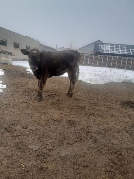 Бұзау сатылады ұрғашы