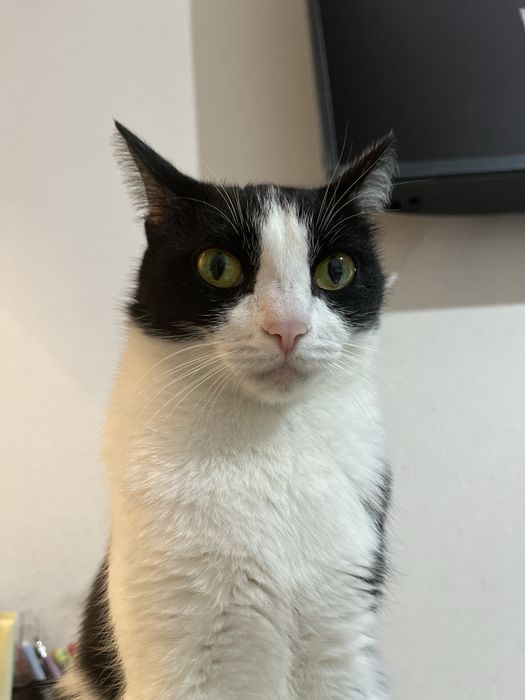 Кошка в добрые руки