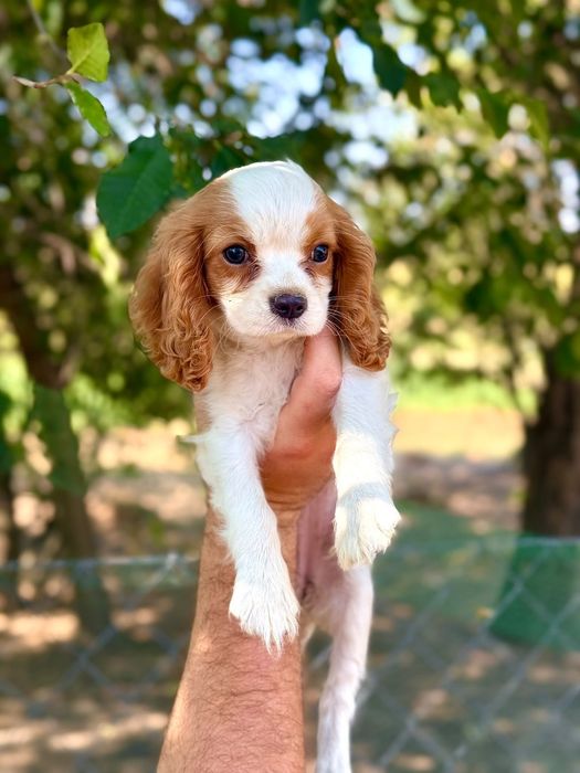 Cavalier king Charles fetiță
