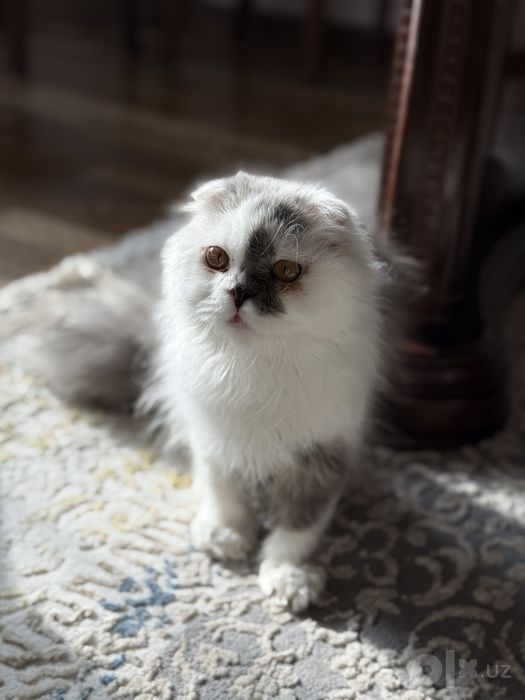 Кошка персидская, мальчик