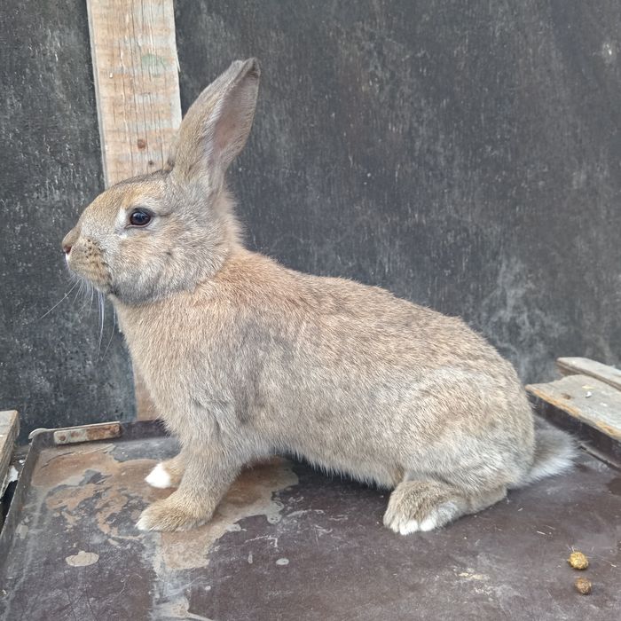 Продам крольчат полу великан