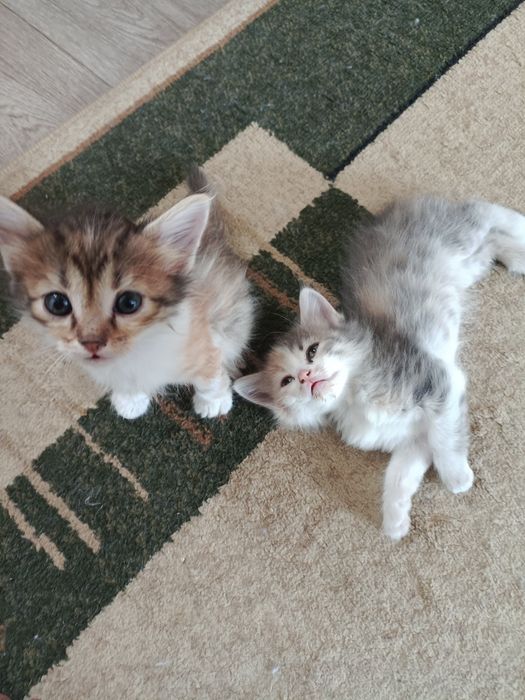 Отдам милых котят в добрые руки