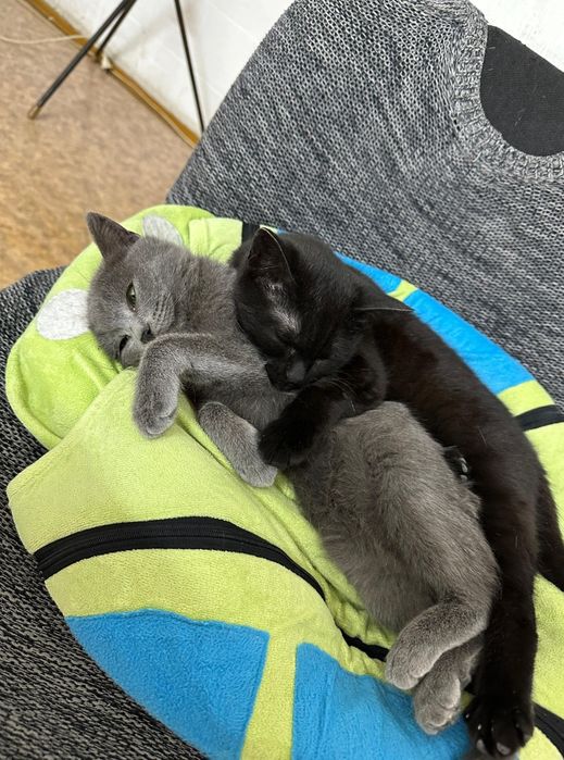 Срочно ищем хозяев для двух кошечек