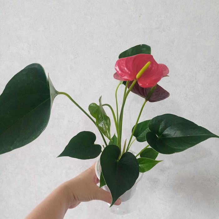 Продам Антуриум ,цветет ,с детками